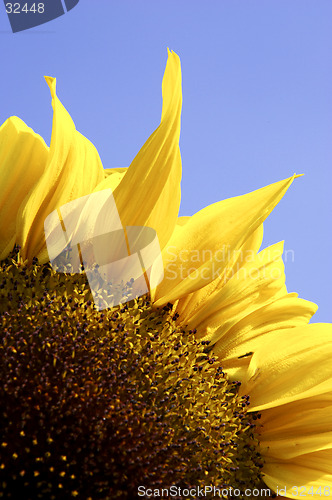 Image of Single yellow sunflower against blue sky