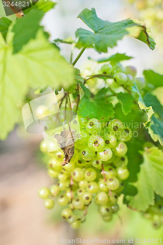 Image of plant in garden