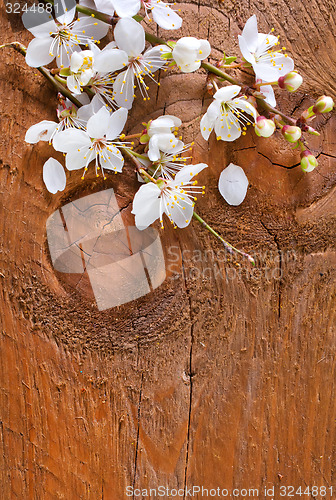 Image of flowers on wooden background