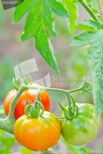 Image of tomato