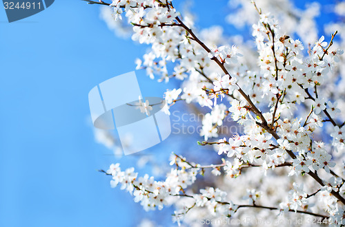 Image of spring tree