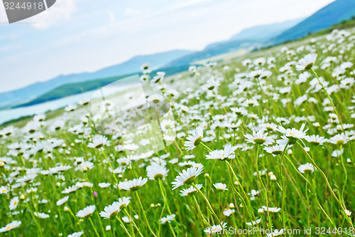 Image of camomille field