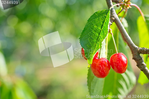 Image of cherry