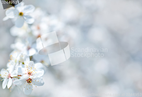 Image of nature background