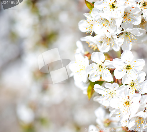 Image of flowers
