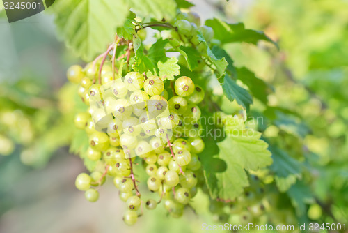 Image of plant in garden