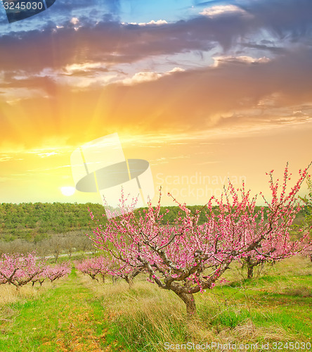 Image of nature