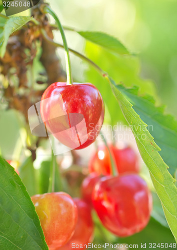 Image of tree in garden