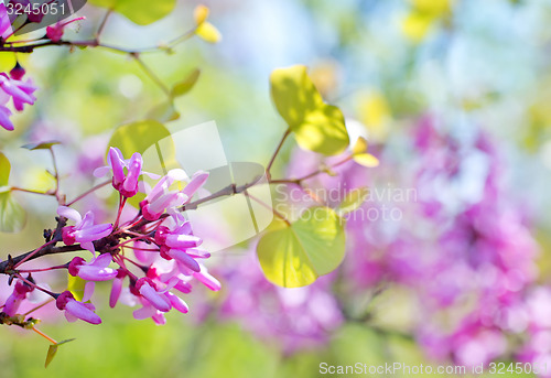 Image of pink flowers