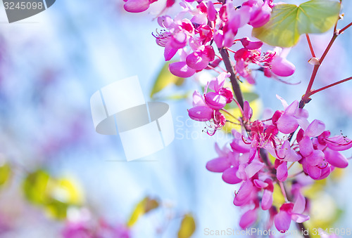 Image of pink flowers
