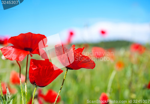 Image of poppy field