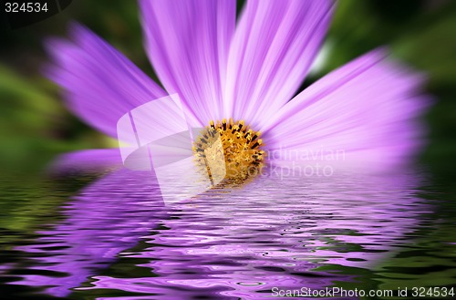 Image of Pink flower