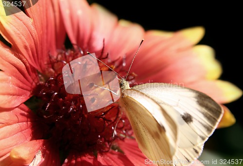 Image of Red flower with a butterfly