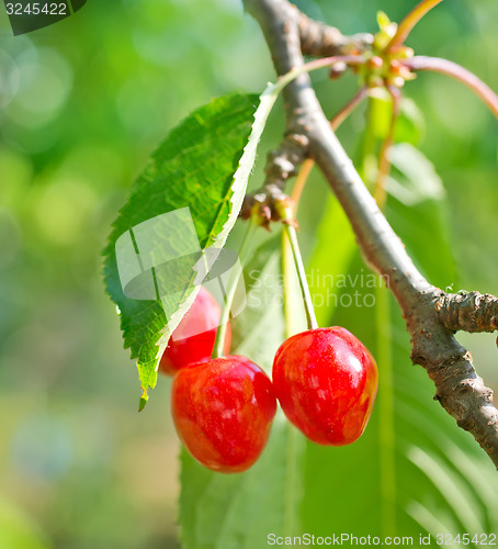 Image of cherry