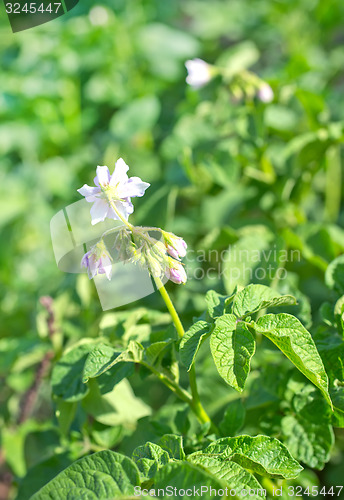 Image of plant in garden