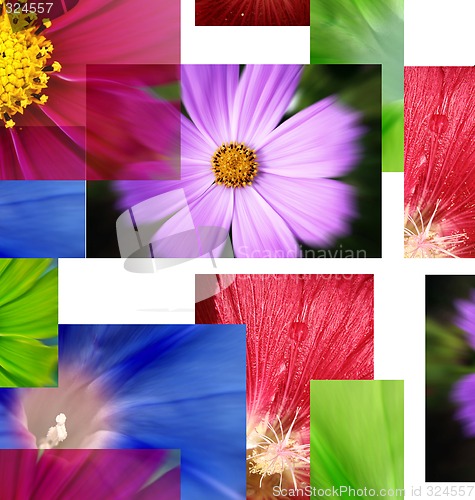 Image of A lot pf pictures - flowers.