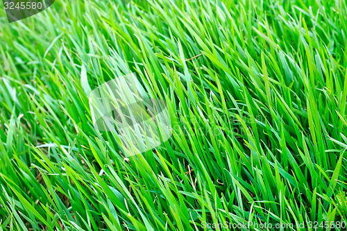 Image of nature background