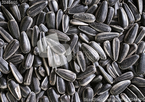Image of sunflower seed