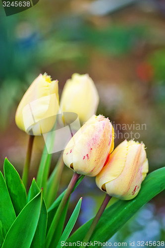 Image of nature