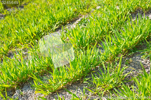 Image of nature