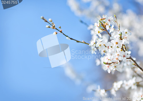 Image of spring tree