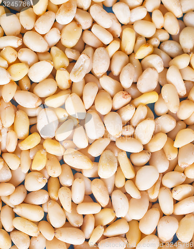 Image of cedar nuts and oil