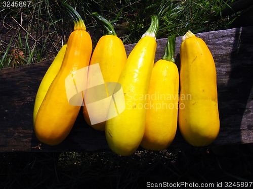 Image of yellow squashes