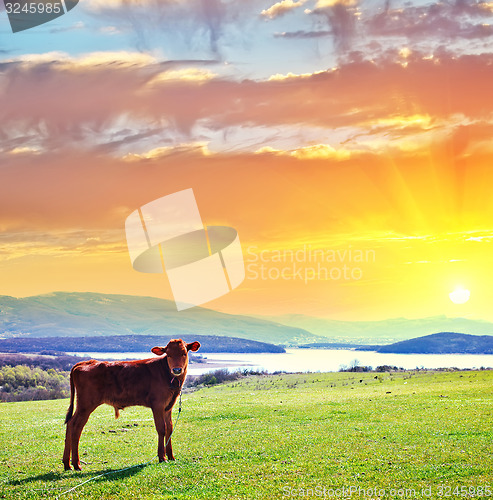 Image of nature