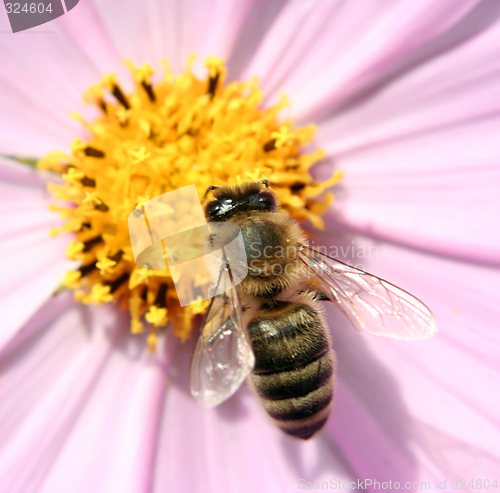 Image of Pink flower