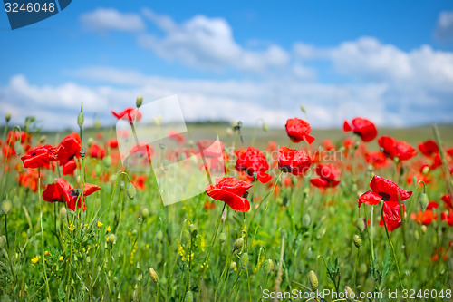 Image of field