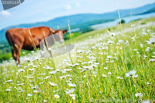 Image of caws in field