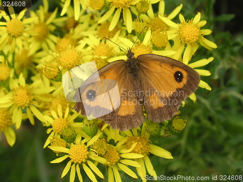 Image of butterfly on daisies