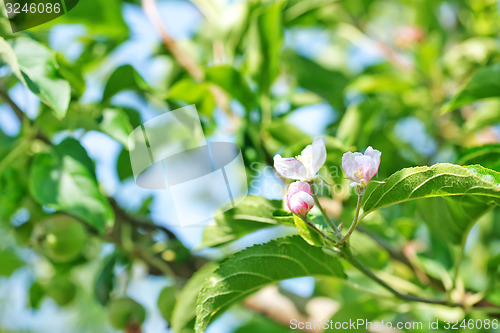 Image of plant in garden