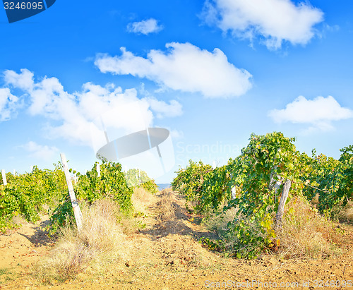 Image of Nature in Crimea