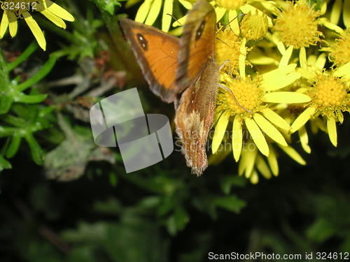 Image of butterfly on daisies