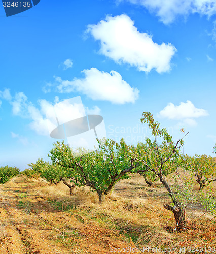 Image of nature in crimea