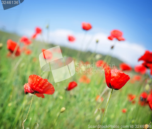 Image of poppy field