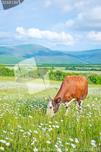 Image of caws in field