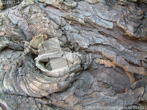 Image of bark detail