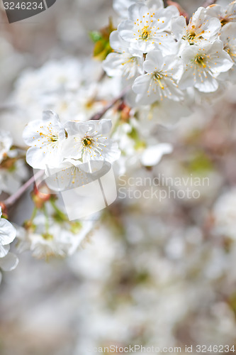 Image of flowers