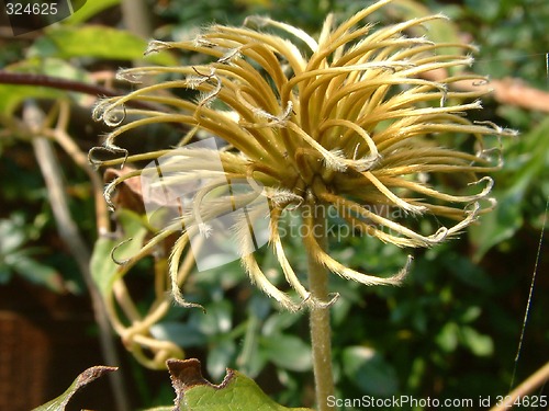 Image of clematis seedhead