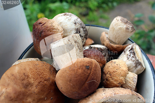 Image of Beautiful ripe mushrooms