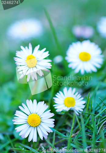 Image of nature