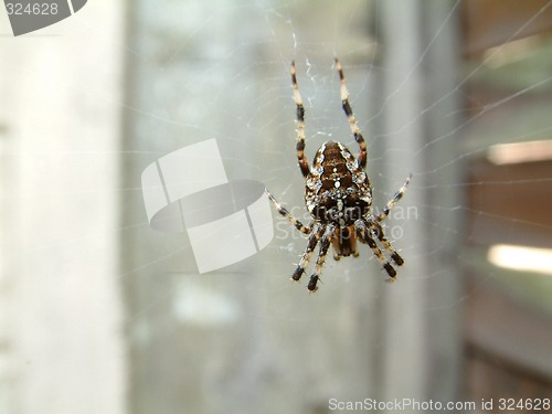 Image of spider