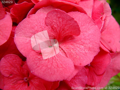Image of hydrangea flower detail