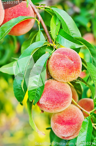 Image of peach on tree