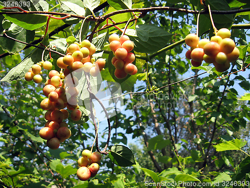 Image of branch of green schizandra