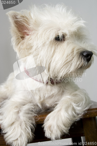 Image of white terrier