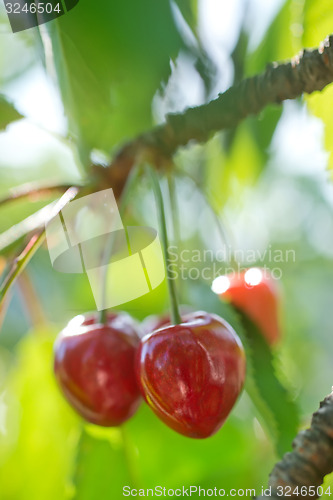 Image of tree in garden