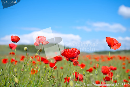 Image of poppy field